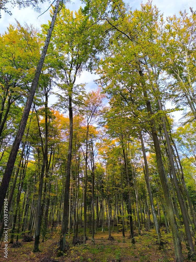 autumn forest in the morning autumn forest in the morning