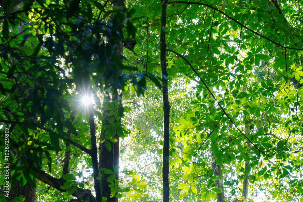 Fototapeta premium tree with sun rays in the forest