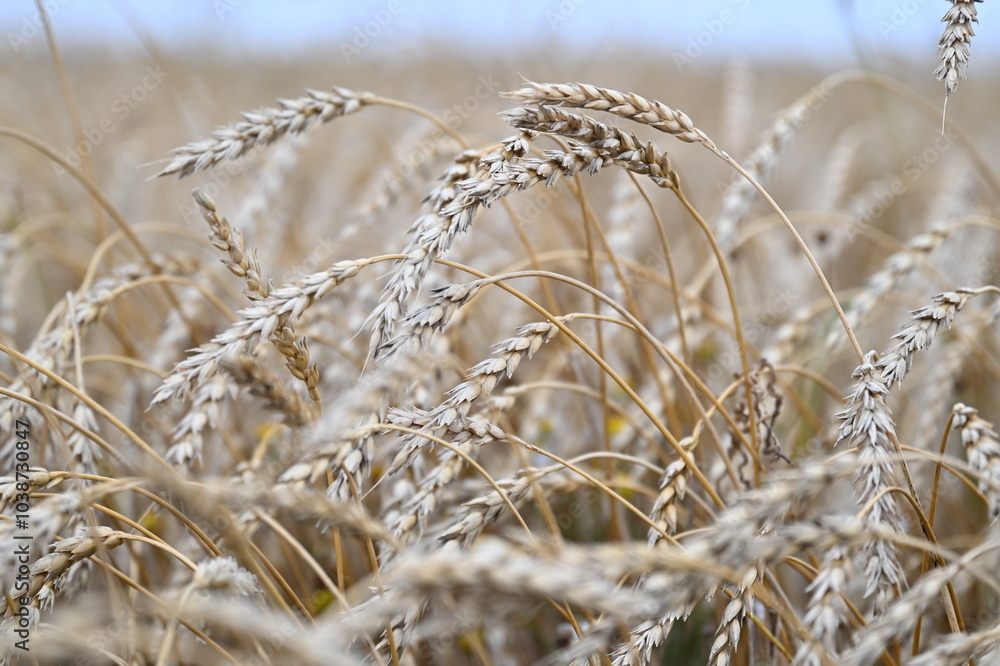 Fototapeta premium wheat, field, agriculture, nature, grain, crop, plant, grass, cereal, summer, farm, yellow, golden, harvest, sky, landscape, corn, food, rural, bread, gold, barley, natural, straw, seed