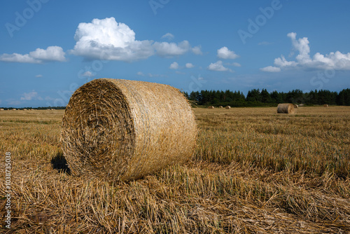 Close-up of a round bale of straw in a farm field after the grain harvest. Prickly stubble sticks out of the soil. Blue sky with beautiful white cumulus clouds. Bright evening sunlight