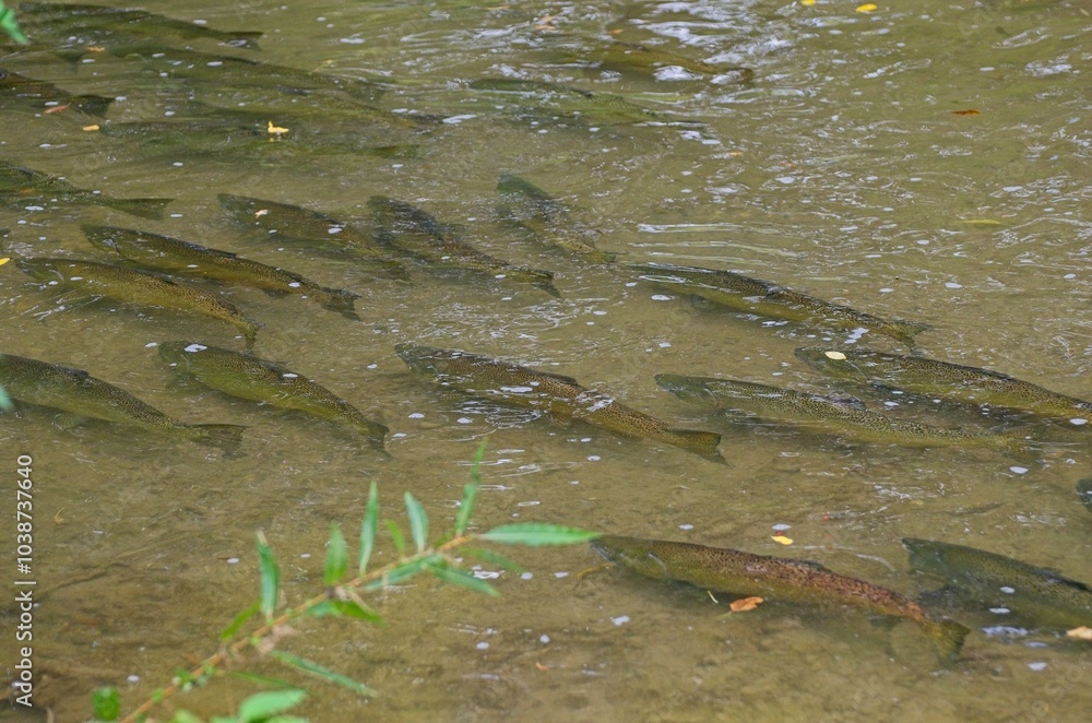 Fish Swimming in a Clear Shallow Stream Fish Swimming in a Clear Shallow Stream