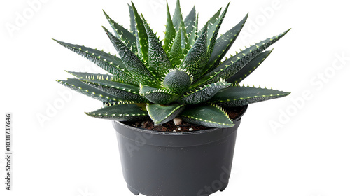 Succulent plant on marble background ,House, plant and aloe leaf in studio, decorative and foliage or horticulture. Growth, eco friendly