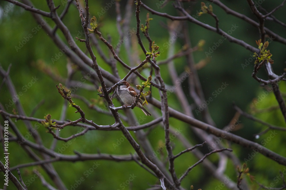 .photographs of flowers with nature and color, beauty and delicacy of each petal in its maximum splendor.