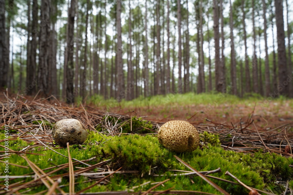 Obraz premium Cogumelos da Floresta de Moçambique Florianópolis
