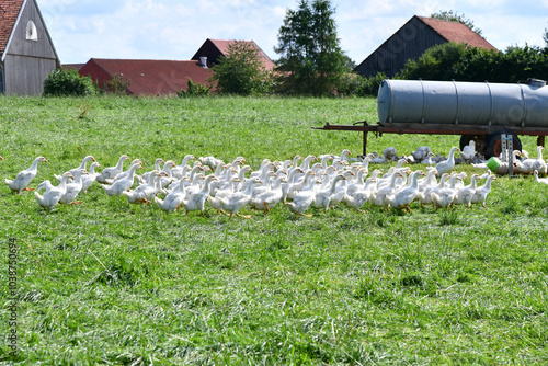 Enten in Freilandhaltung