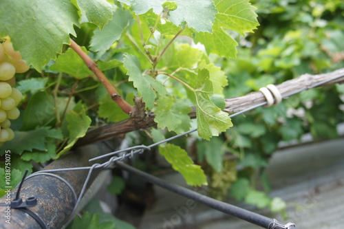 Close-up of tying vine branches in a vineyard with grapevines. Wine industry and farming photo