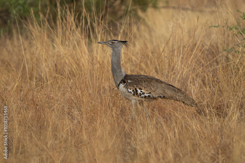 A kori bustard walks through the African bushveld, its large frame blending with the rugged terrain. Captured on a safari game drive, this scene captures the elegance and of Africa's heaviest Flyer  photo