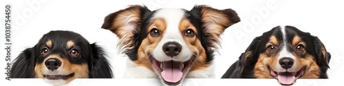 Joyful canine PNG file with a clear background.