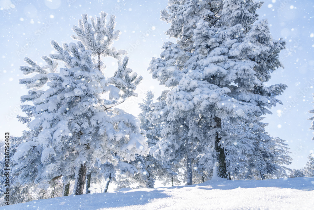 Snow covered trees. Winter forest Snow covered trees. Winter forest