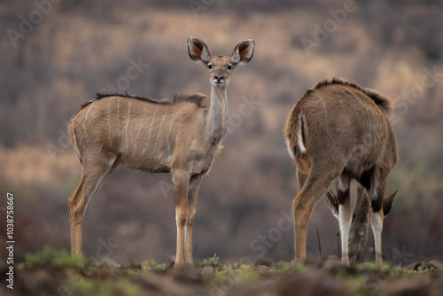 A female kudu stands gracefully in an open field during a safari game drive in the African bushveld. Her elegant stance and large, alert ears highlight her beauty and watchfulness in the wild plains