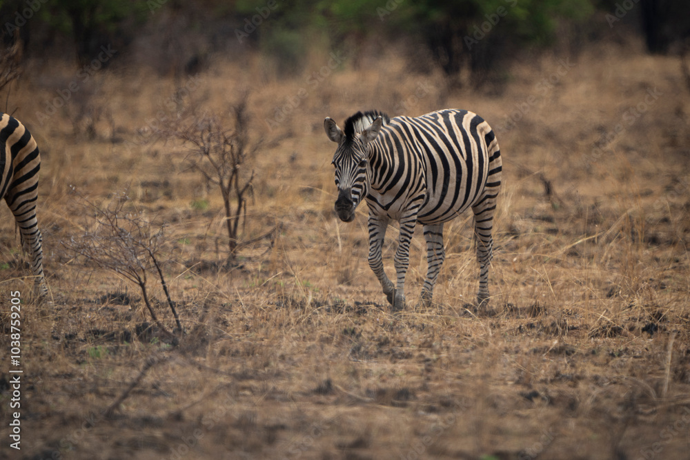 Obraz premium A lone zebra stands gracefully in an open field, its striped coat vividly contrasting with the surrounding grass during a safari game drive in the African bushveld. The peaceful moment captured