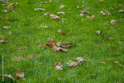 A green lawn strewn with fallen leaves signals the arrival of autumn. The grass is still alive and lush, contrasting with the dry brown leaves scattered haphazardly on the ground.