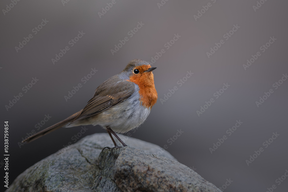 European Robin, Erithacus rubecula, orange songbird resting in Belgium forest. Bird in natural environment. Bird with orange breast. European Robin, Erithacus rubecula, orange songbird resting in Belgium forest. Bird in natural environment. Bird with orange breast.