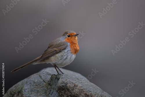 European Robin, Erithacus rubecula, orange songbird resting in Belgium forest. Bird in natural environment. Bird with orange breast. 