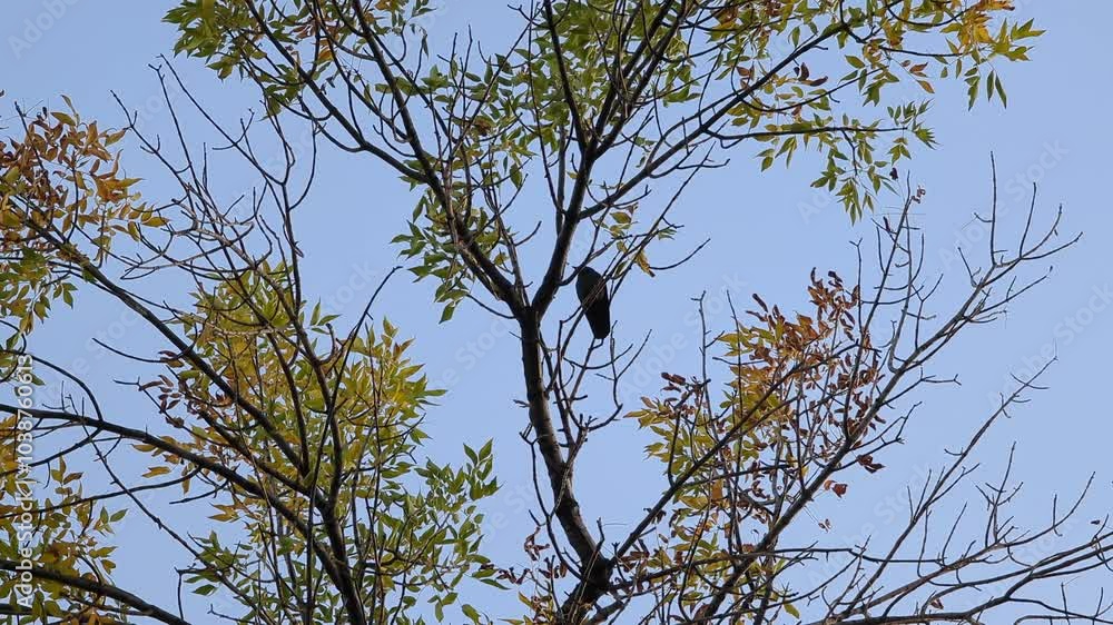 The crow birds sitting on the branches on the top of the tree on an autumn day with the sky in the background The crow birds sitting on the branches on the top of the tree on an autumn day with the sky in the background