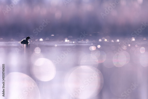 Little grebe, Tachybaptus ruficollis, Waterbird. Grebe on a pond in Slovenia by beautiful sunrise, duck in the wild nature.  Colorful sunrise. photo