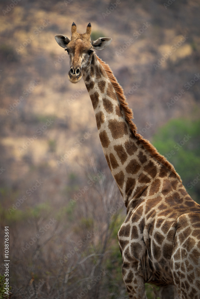 A giraffe stands among lush green trees in the African bushveld, feeding on fresh leaves. Captured during a safari game drive, the scene showcases the giraffe’s graceful reach and its natural habitat A giraffe stands among lush green trees in the African bushveld, feeding on fresh leaves. Captured during a safari game drive, the scene showcases the giraffe’s graceful reach and its natural habitat