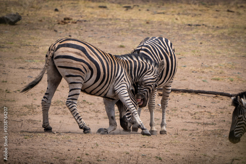 Zebras fiercely battle for dominance in the African plains, captured during a safari game drive. The powerful scene showcases their strength and determination as they clash in a fight for leadership. photo