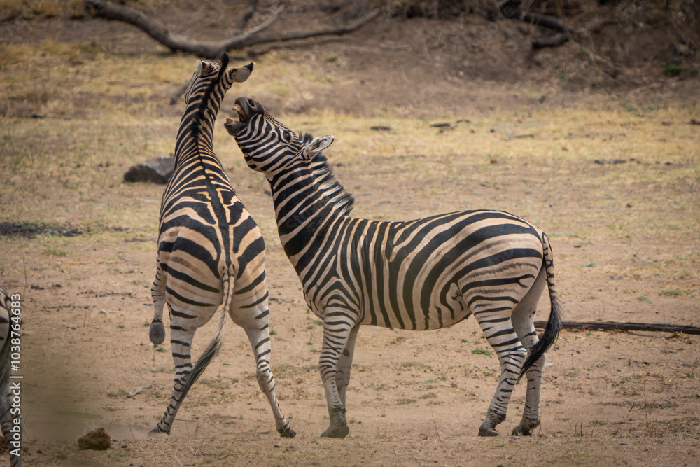 Obraz premium Zebras fiercely battle for dominance in the African plains, captured during a safari game drive. The powerful scene showcases their strength and determination as they clash in a fight for leadership.