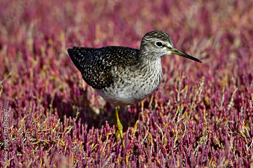 Bruchwasserläufer (Tringa glareola) in einer Salzwiese mit rotem Queller // Wood sandpiper in a salt marsh with red marsh samphire  photo