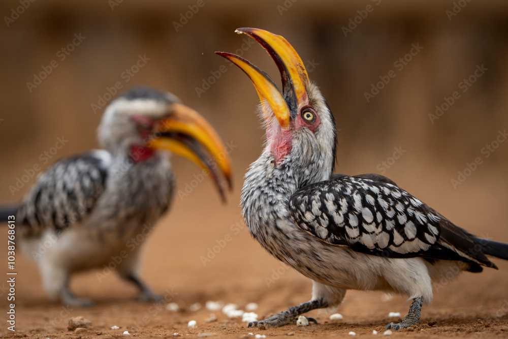 Obraz premium A yellow-billed hornbill forages on the ground, pecking at food, captured during a safari game drive in the African bushveld. The bird's distinctive bill and striking feathers contrast beautifully