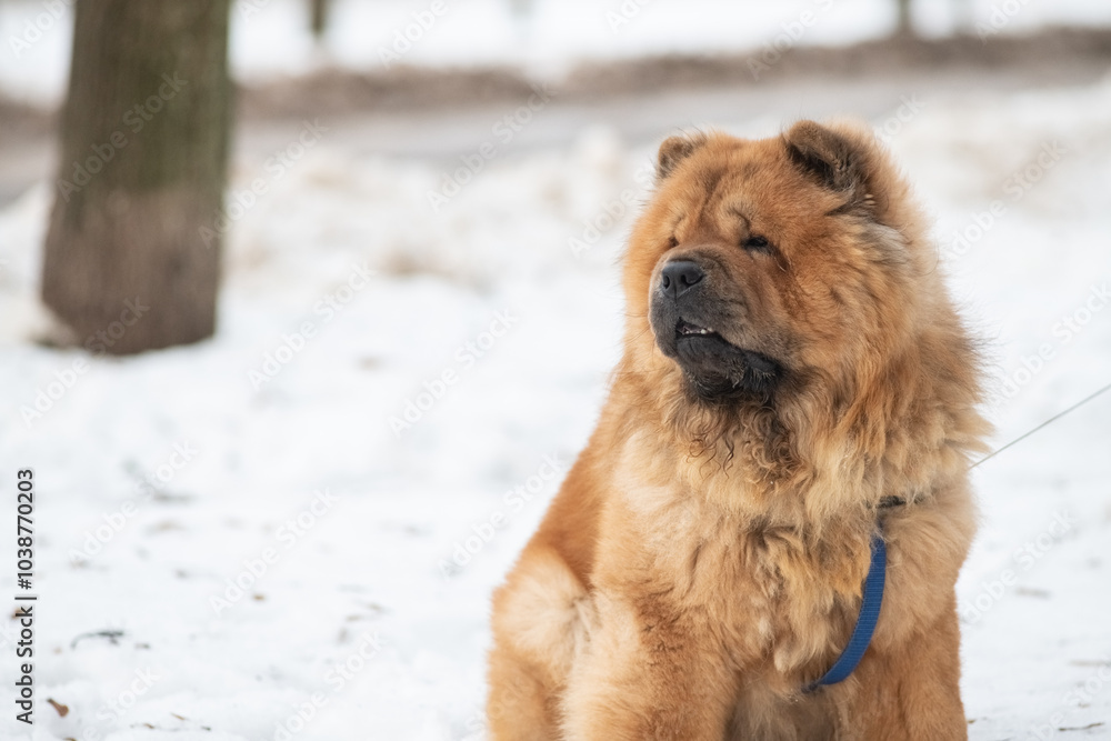 A beautiful purebred chow chow on a walk in the snow in winter. A beautiful purebred chow chow on a walk in the snow in winter.