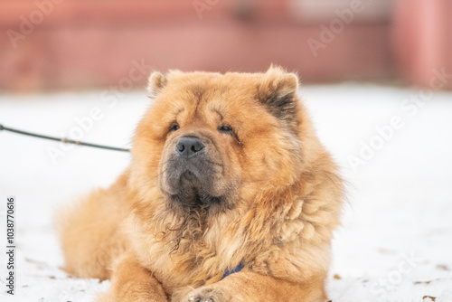 A beautiful purebred chow chow on a walk in the snow in winter.