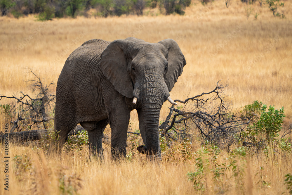 Obraz premium A stunning image of a fully grown elephant standing majestically in an open field beside a green tree, captured during a safari game drive in the African bushveld with golden brown grass swaying