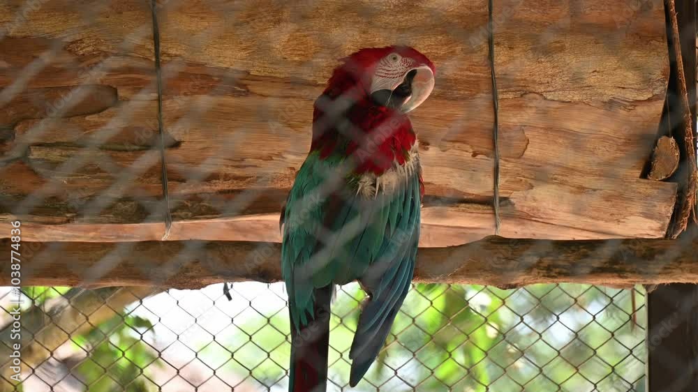 Photo inspiration: Gallery Detail: Scarlet Macaw Living In A Cage The Primary Threats To