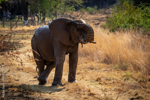 A humorous moment captured of an elephant standing with its trunk draped over its eyes and hind legs crossed, displaying a playful and almost human-like pose. This amusing 