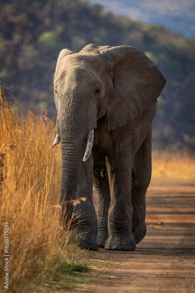 Obraz premium A massive elephant bull walks down the road, captured during a safari game drive in the African bushveld. The sheer size and presence of the elephant create a powerful and awe-inspiring scene.