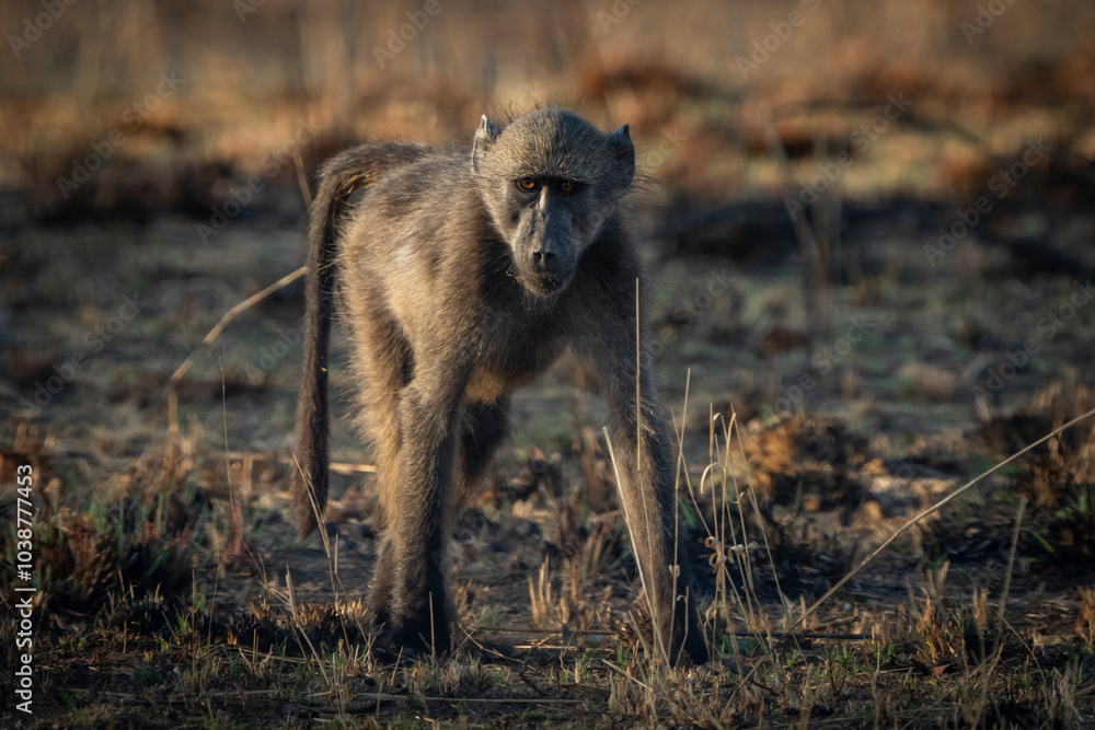 A young baboon walks through the field, foraging for food. Captured on a safari game drive, the curious primate explores the African bushveld, showcasing its playful energy and adaptability A young baboon walks through the field, foraging for food. Captured on a safari game drive, the curious primate explores the African bushveld, showcasing its playful energy and adaptability