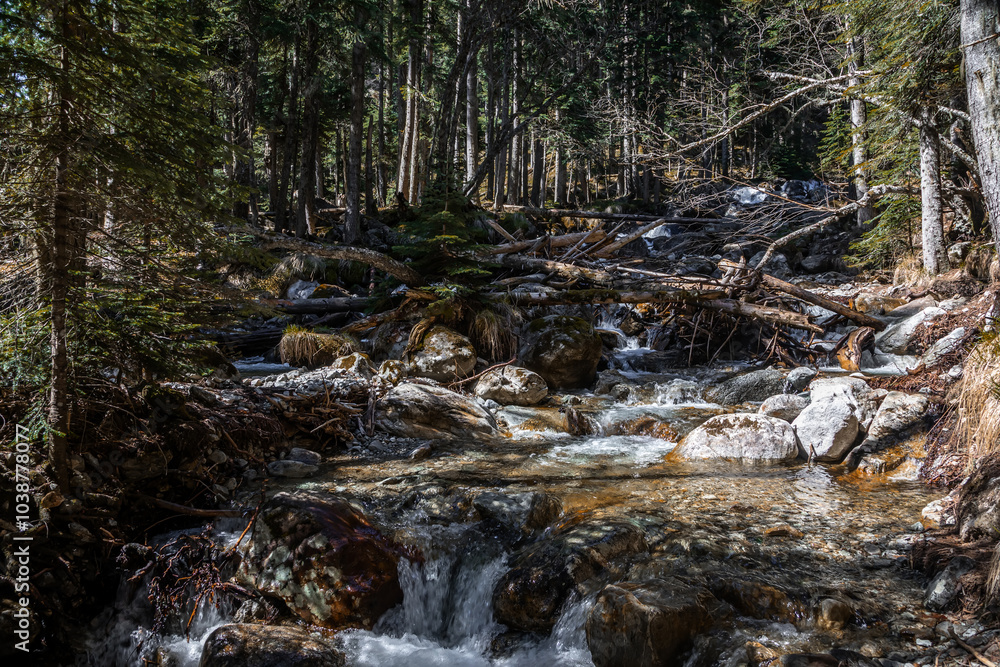 Beautiful forest and pond. Fish in the water. Green trees. Tropical forest. Beautiful forest and pond. Fish in the water. Green trees. Tropical forest.