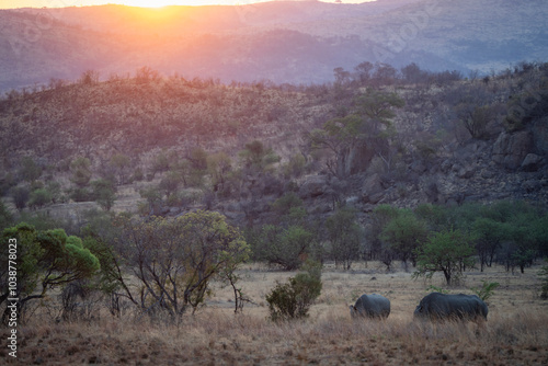 Sunset over the African bushveld with rhinos peacefully grazing on the golden grass. Captured during a safari game drive, this serene scene showcases the tranquil beauty of wildlife at dusk in Africa