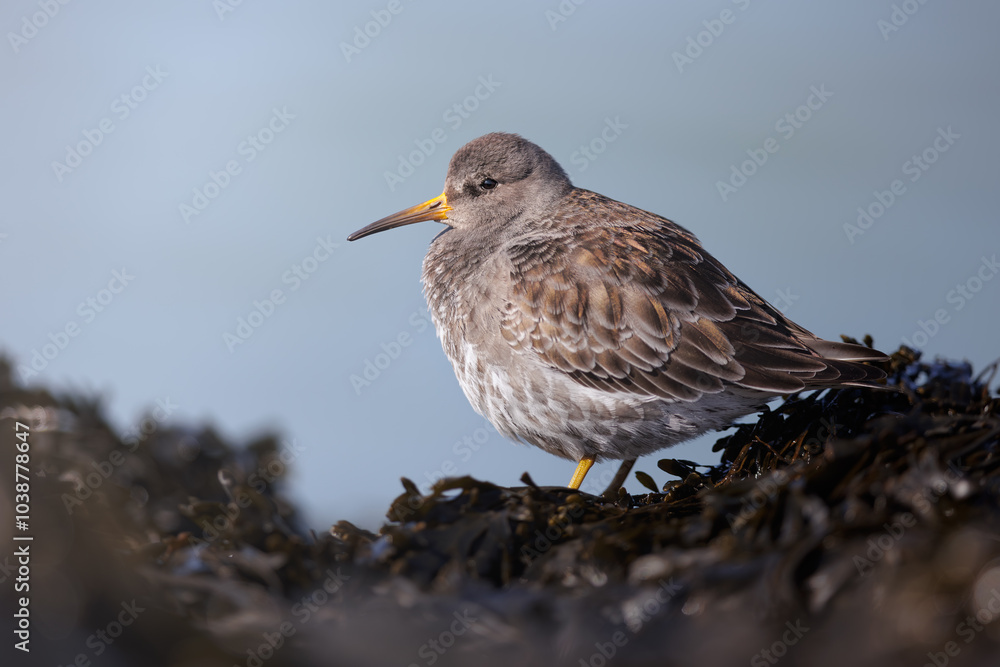 Obraz premium Purple Sandpiper, Calidris maritima, sea waterbird in the natural habitat. Sandpiper resting by low tide. Wildlife scene from Belgium. 