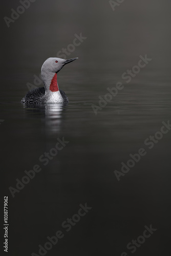 Red-throated diver (Gavia stellata) adult on breeding plumage on a pond.  Bird in natural environment.  Forest Sweden.