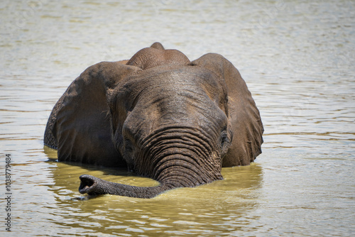 A playful elephant enjoys splashing in a waterhole, captured during a safari game drive in the African bushveld. The elephant's fun and carefree nature is highlighted as it engages with the water