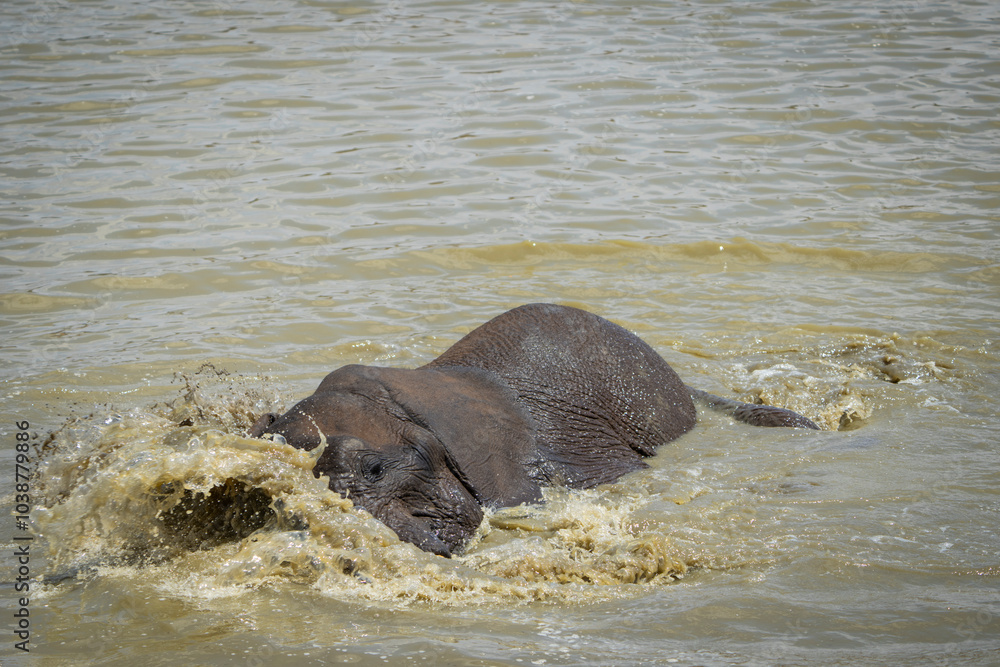 Fototapeta premium A playful elephant enjoys splashing in a waterhole, captured during a safari game drive in the African bushveld. The elephant's fun and carefree nature is highlighted as it engages with the water