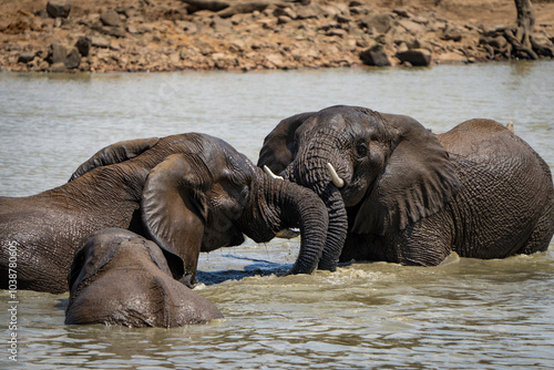Two powerful elephant bulls clash in a battle in a waterhole during a safari game drive in the African bushveld. Water splashes as they fight under the midday sun, creating an intense dramatic scene