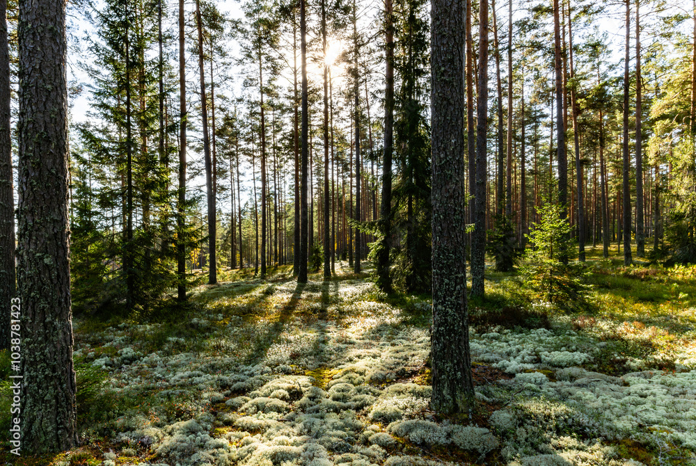 Fototapeta premium Pine tree forest in a sunny day