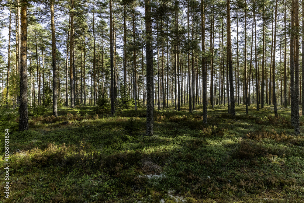 Obraz premium Pine tree forest in a sunny day