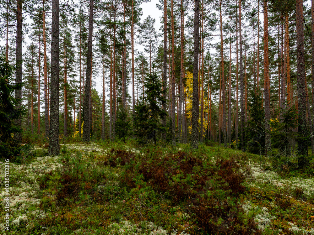 Pine tree forest in a sunny day Pine tree forest in a sunny day