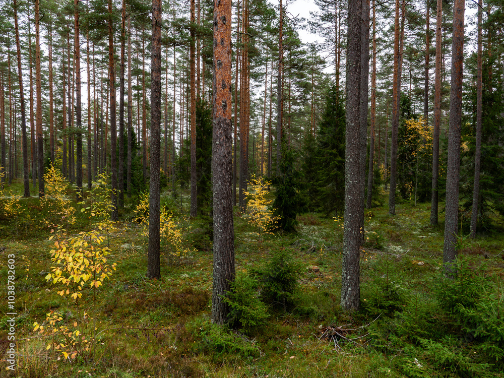 Pine tree forest in a sunny day Pine tree forest in a sunny day