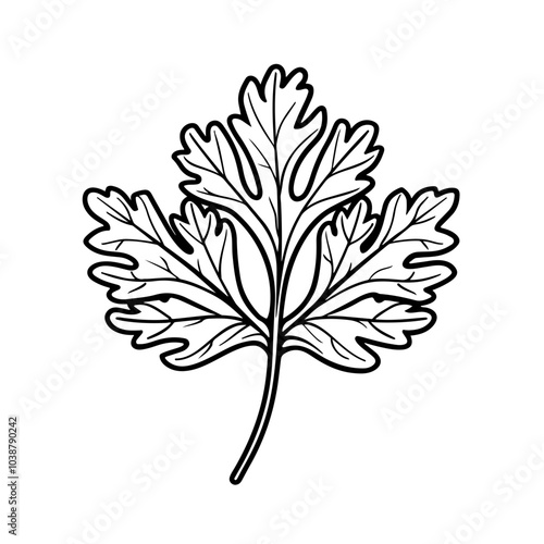 Cilantro Leaf