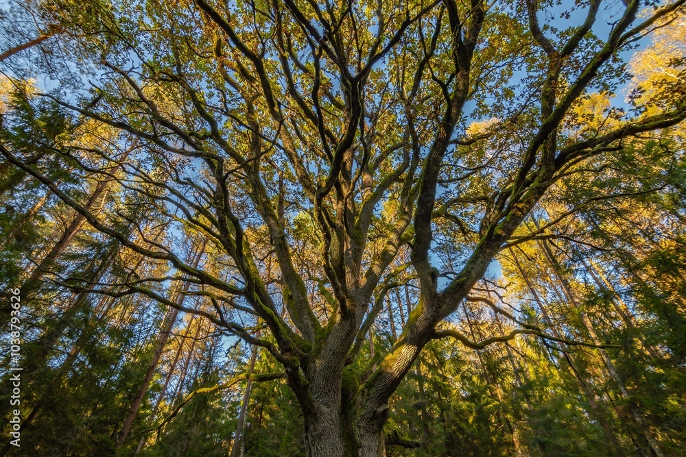 Yggdrasil Pagan Tree of Life. Religion. Druidism. Prayers. Cult. Rites. Autumn forest landscape. Gold color, red orange foliage in fall park. Autumnal equinox. Family tree Yggdrasil Pagan Tree of Life. Religion. Druidism. Prayers. Cult. Rites. Autumn forest landscape. Gold color, red orange foliage in fall park. Autumnal equinox. Family tree