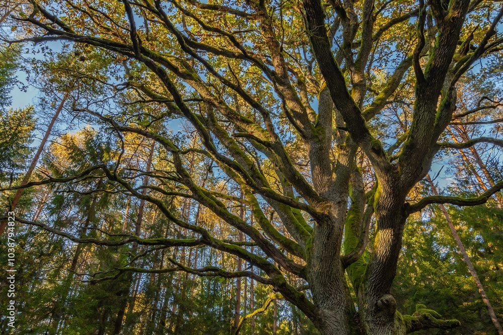 Yggdrasil Pagan Tree of Life. Religion. Druidism. Prayers. Cult. Rites. Autumn forest landscape. Gold color, red orange foliage in fall park. Autumnal equinox. Family tree Yggdrasil Pagan Tree of Life. Religion. Druidism. Prayers. Cult. Rites. Autumn forest landscape. Gold color, red orange foliage in fall park. Autumnal equinox. Family tree