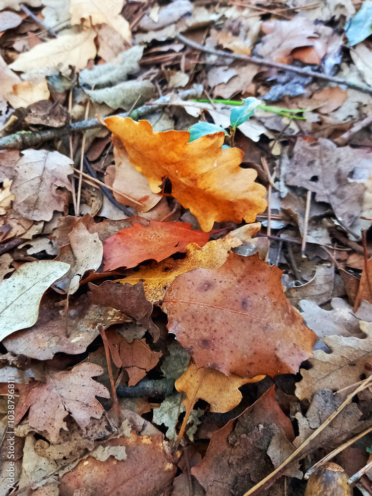 Autumn nature background. Branch with dry leaves on black gravel ground. Close up of autumn leaves and sticks. Autumn nature background. Branch with dry leaves on black gravel ground. Close up of autumn leaves and sticks.