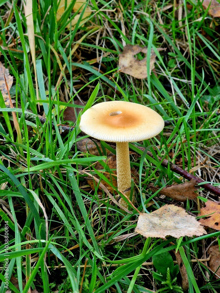 A mushroom grew on the edge of the forest A mushroom grew on the edge of the forest