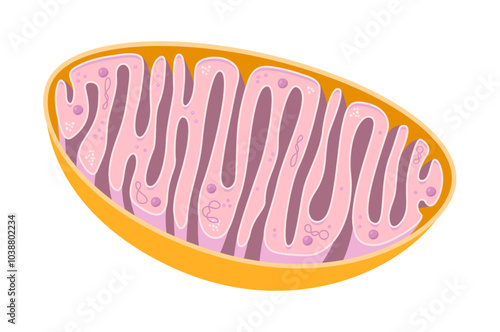 Vector diagram of Mitochondria. Cross-section view. Medical infographics