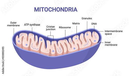 Vector diagram of Mitochondria. Cross-section view. Medical infographics